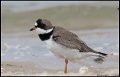 _7SB2431 semipalmated  plover